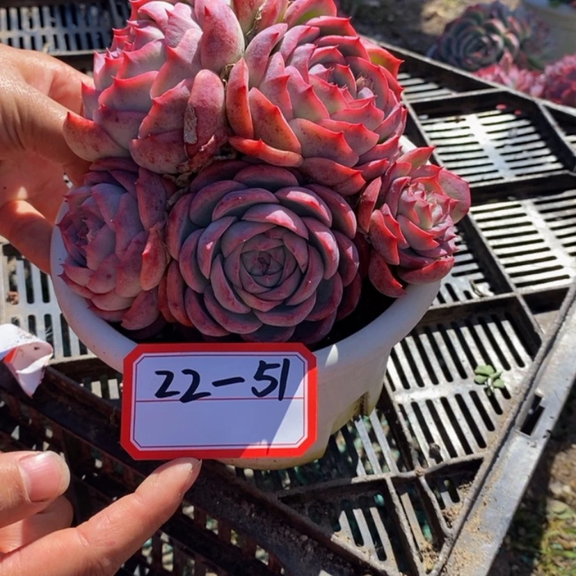 【闪购商品】汤*洋多肉植物
