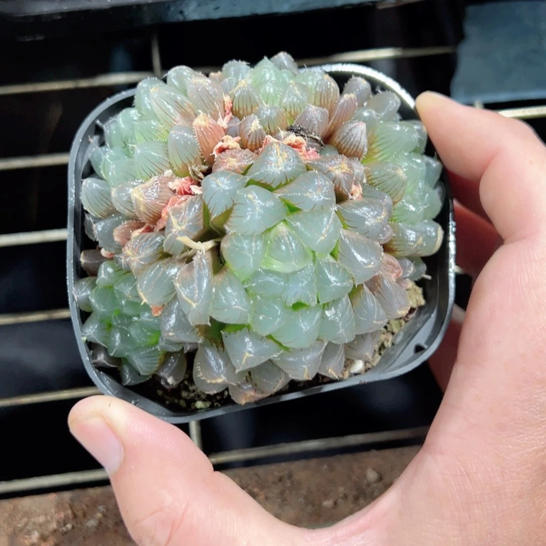 ꒰****꒱3253多肉植物一颗