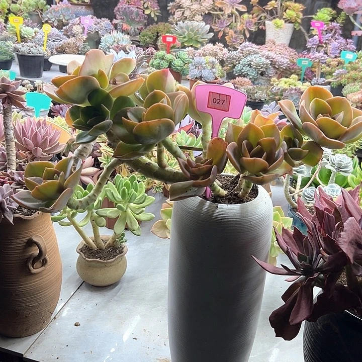 -****鹤氏多肉植物027阿拉