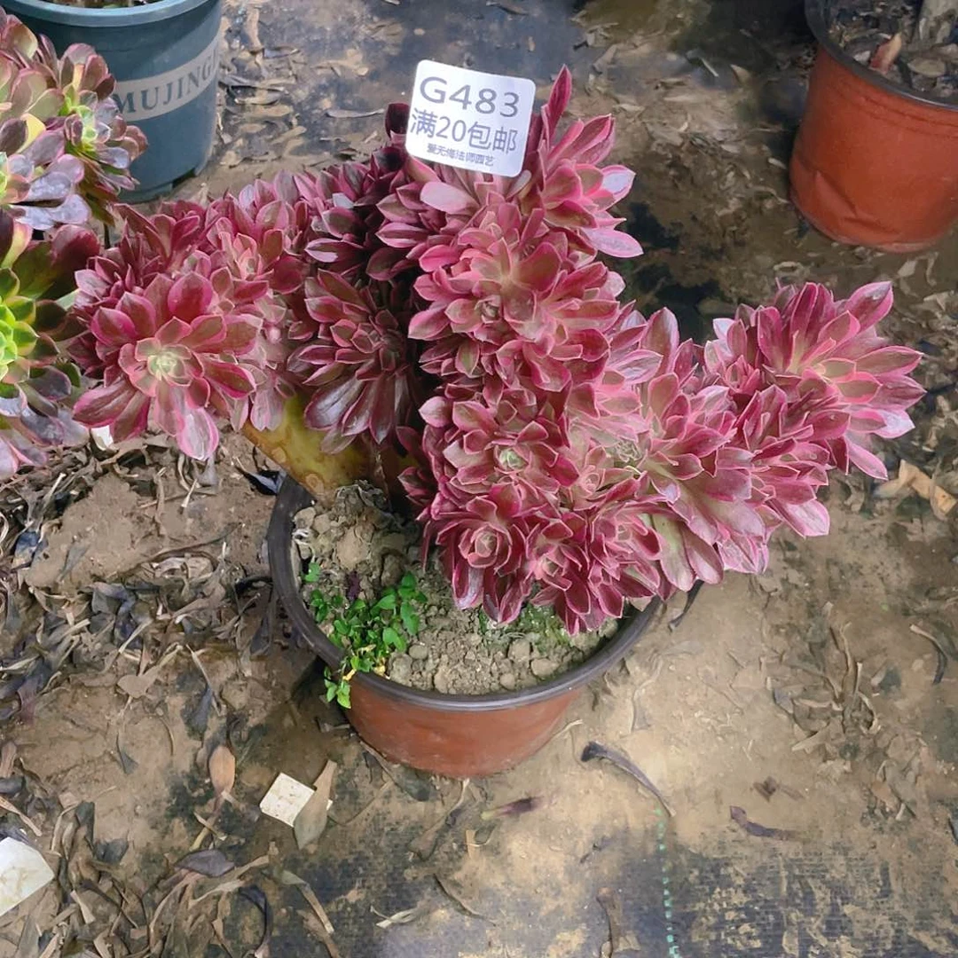 戴*明483粉女巫缀化多肉拔毛小损不包