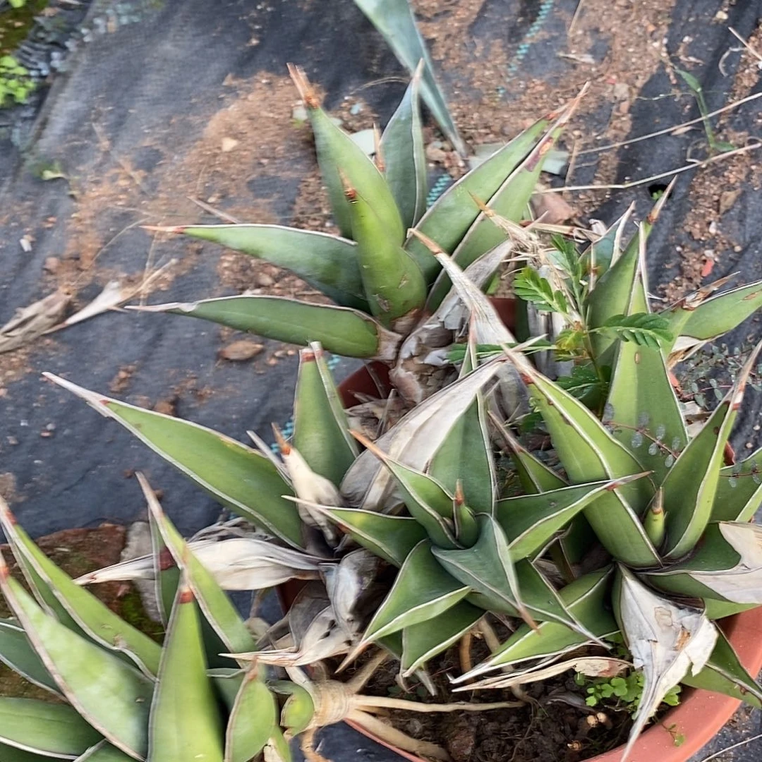 文***汐2号。   有瑕疵。有断叶。  不售后