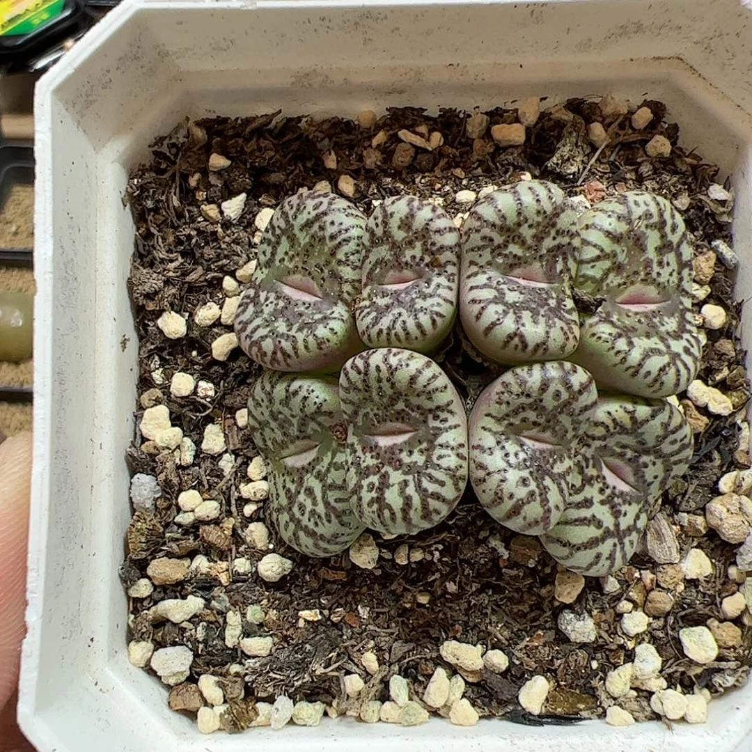 【闪购商品】357 霓虹