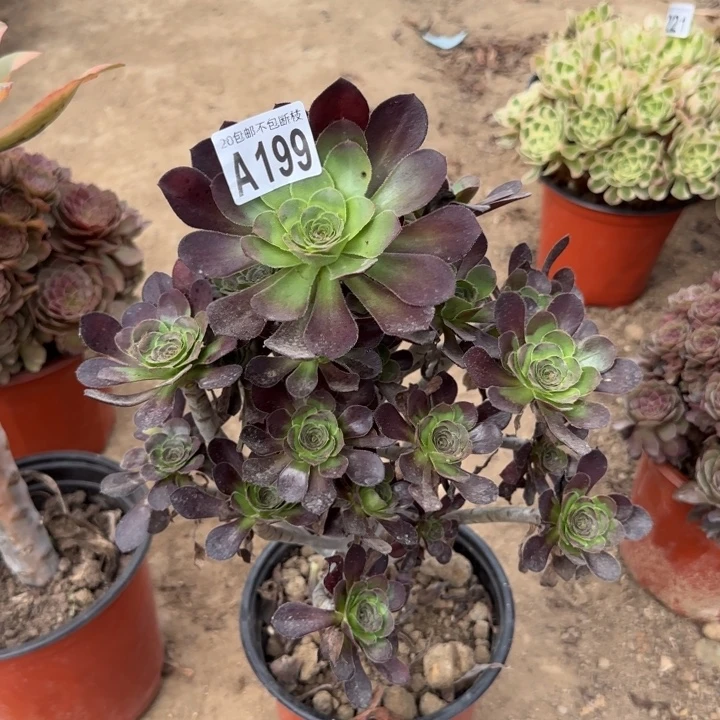 圆叶……多肉植物……