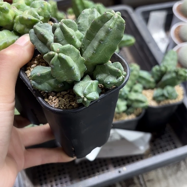 桃太郎高脚杯随机一盆