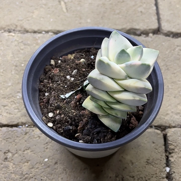 吉之川锦一物一拍