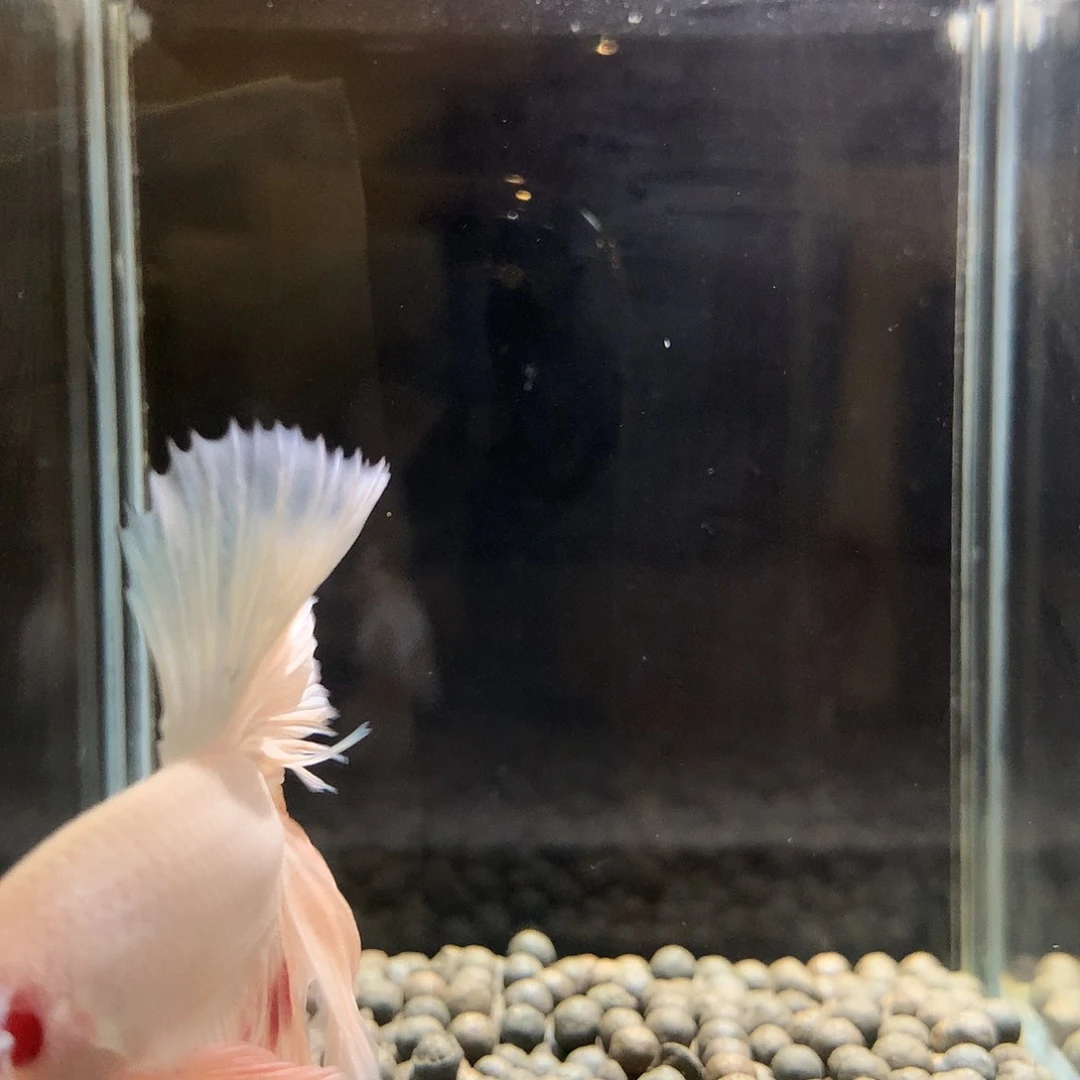 斗鱼七弟泰国斗鱼26