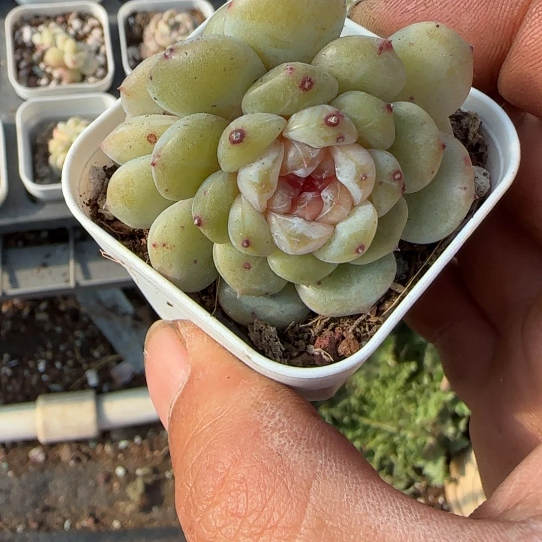 多肉小卡拉米糖心一物一拍