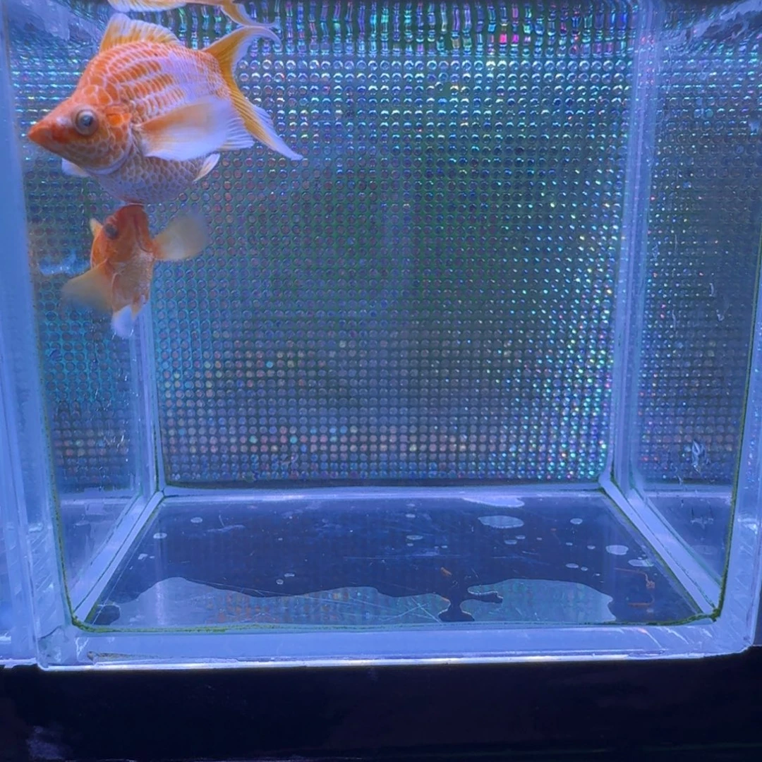 A****海水鱼金玛丽一对