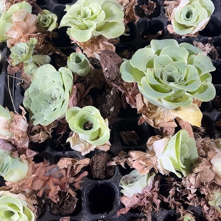 小酒杯玫瑰带土发