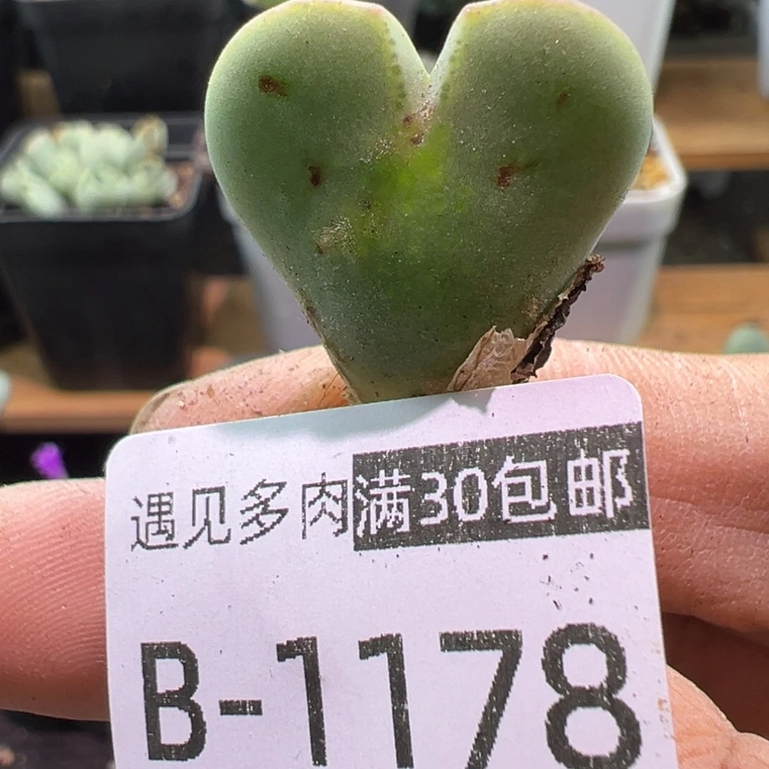 多肉植物1111111111111