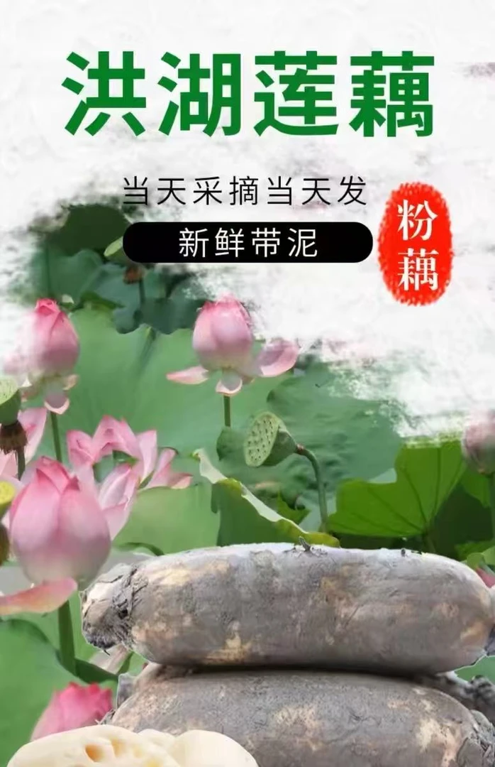 正宗洪湖粉藕新鲜现挖煲汤粉糯香甜莲藕九孔藕农家带泥保鲜发货