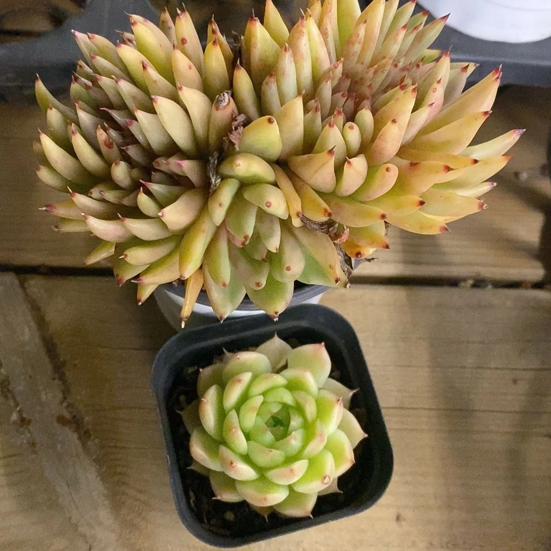 团。艾克魂➕单头麦杆。福利多多