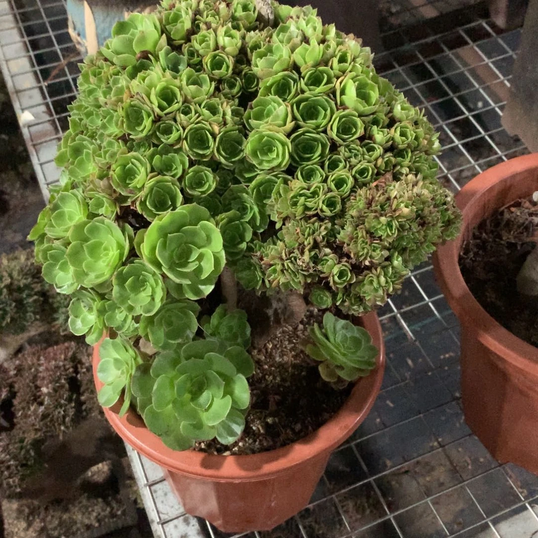 万圣节额朵朵朵朵朵朵
