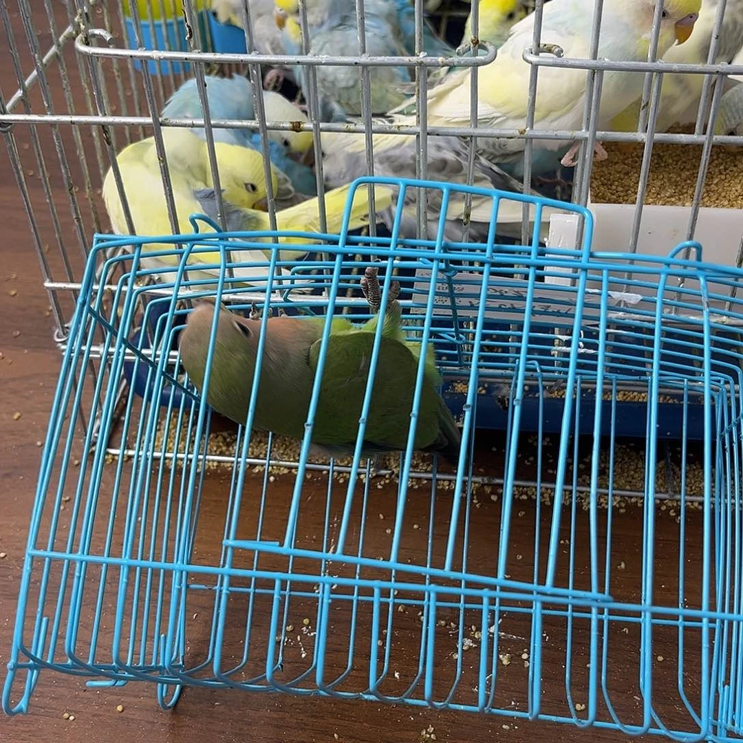 坐***币虎皮鹦鹉牡丹鹦鹉