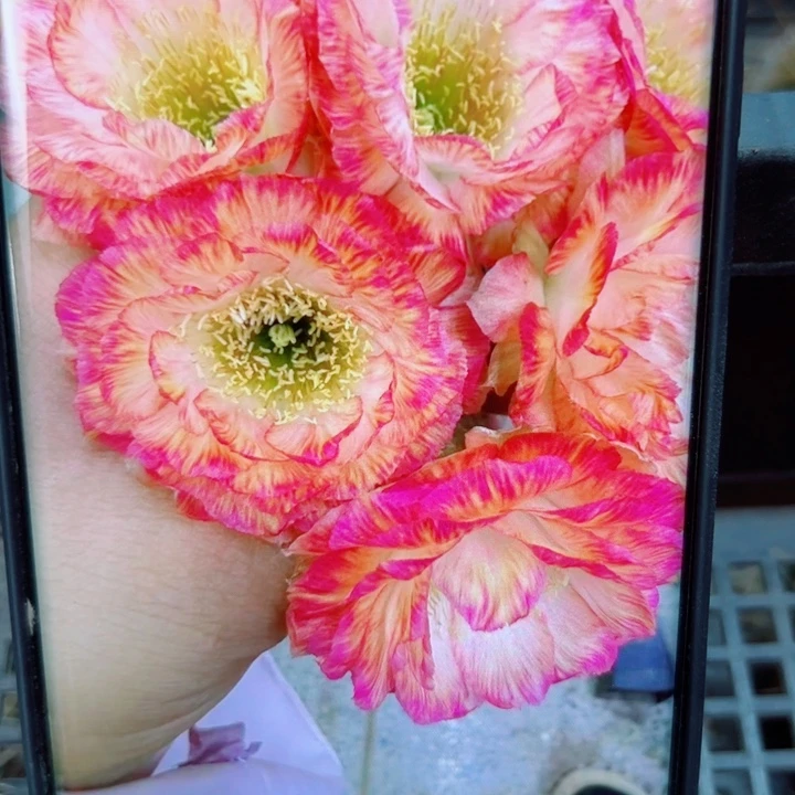 11丽花美花3 歪无根侧芽2一3公分左右20包邮