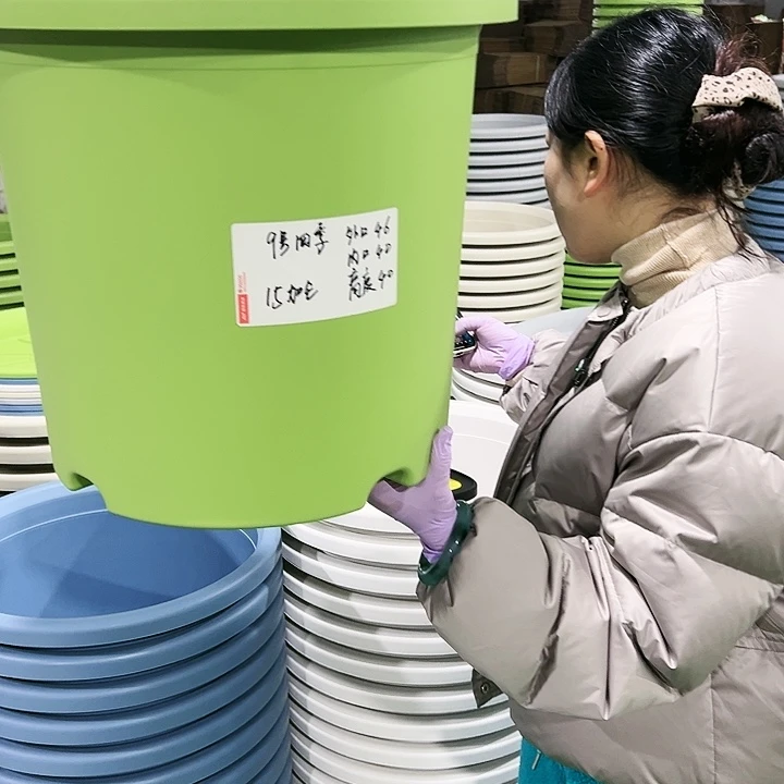 特价9号四季口46高40果绿4只无托