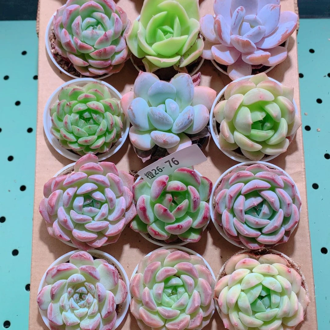 26-76一物一拍带盆18颗