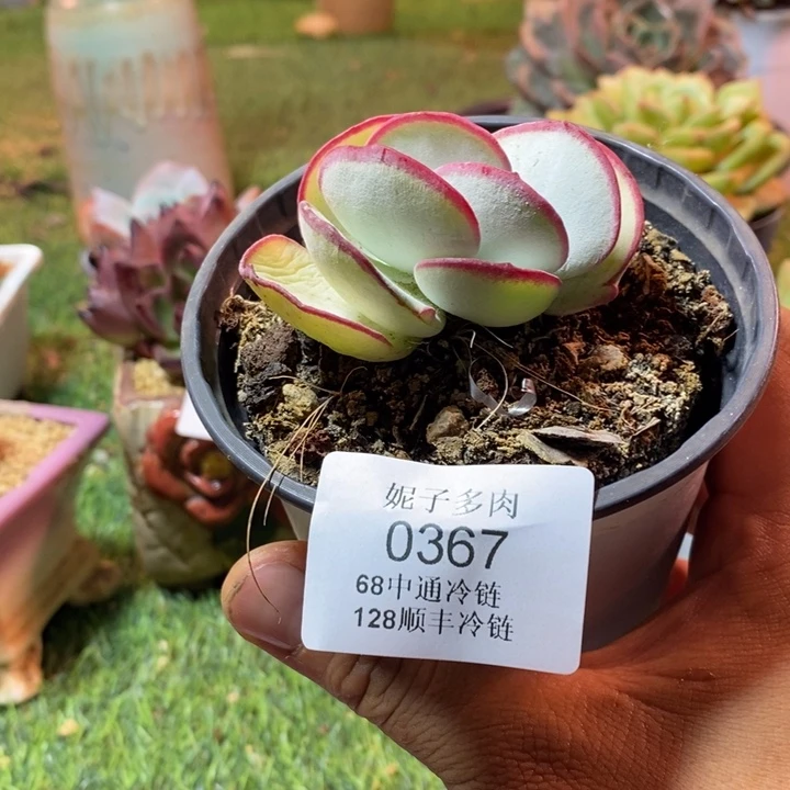 0367啊啊啊啊啊啊啊啊啊