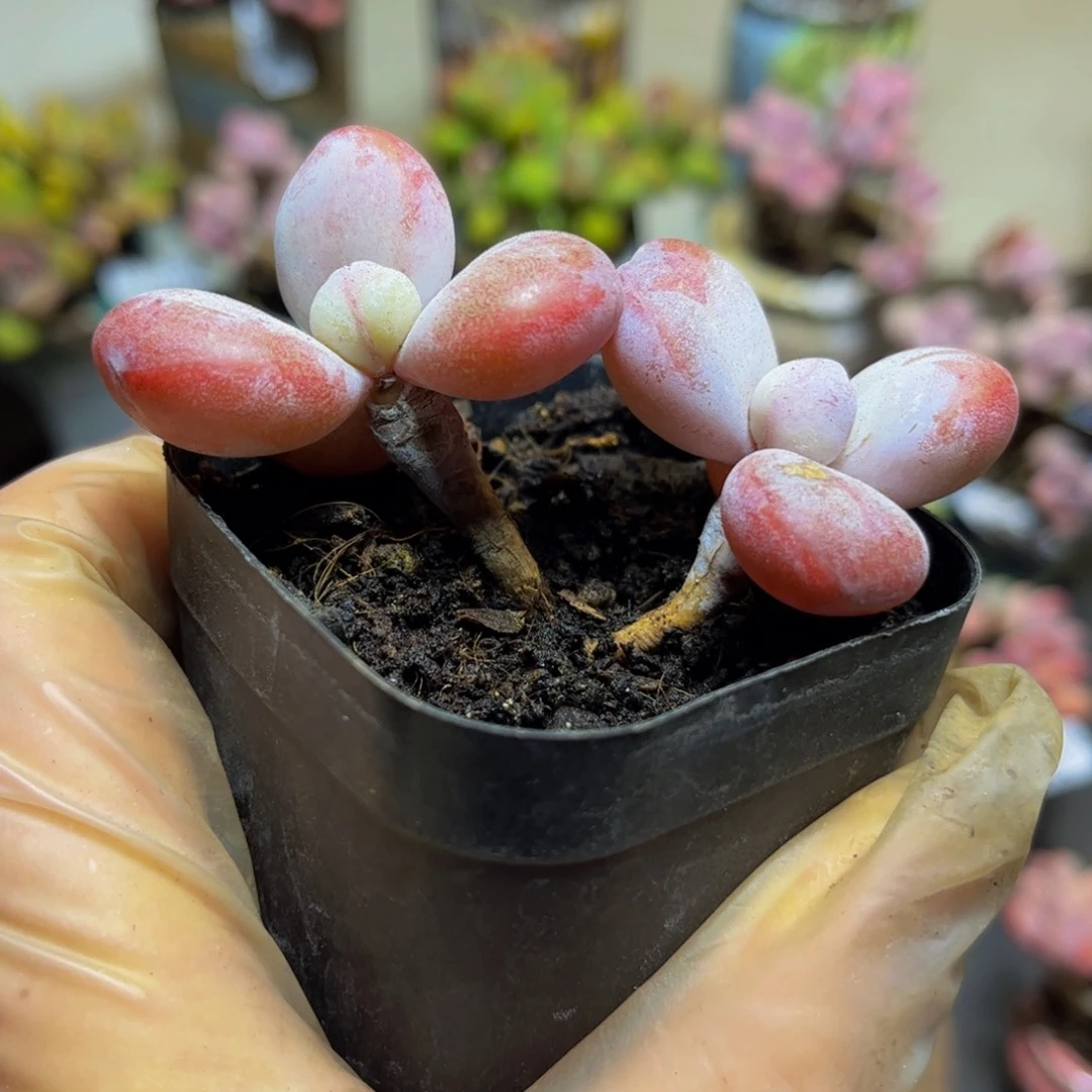 146雪美人7厘米多肉