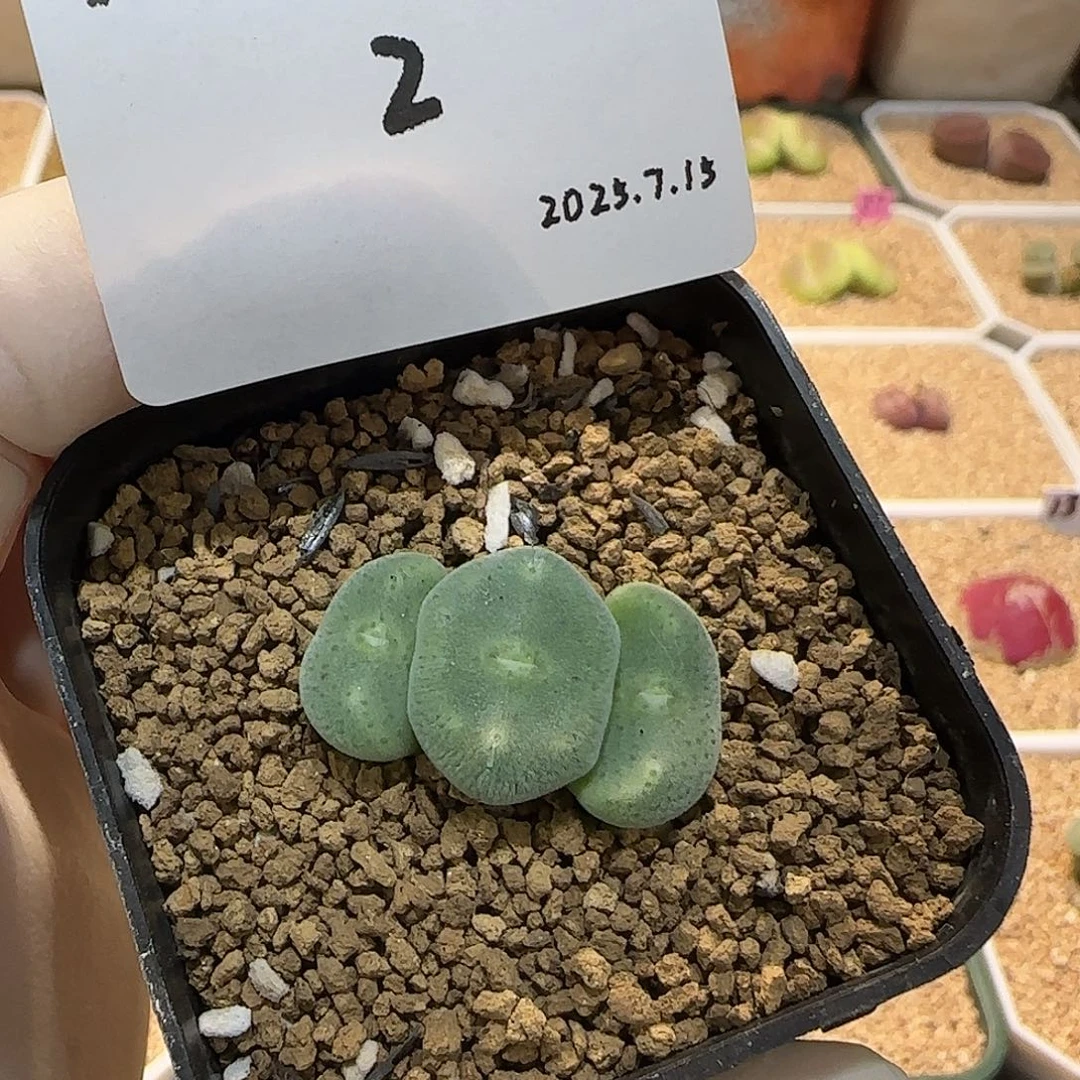 南***༄多肉多肉多肉7.15-002