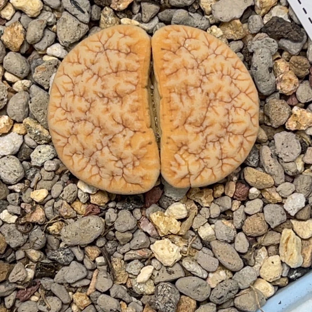 0987拿铁1891连纹睫毛尺寸2.5