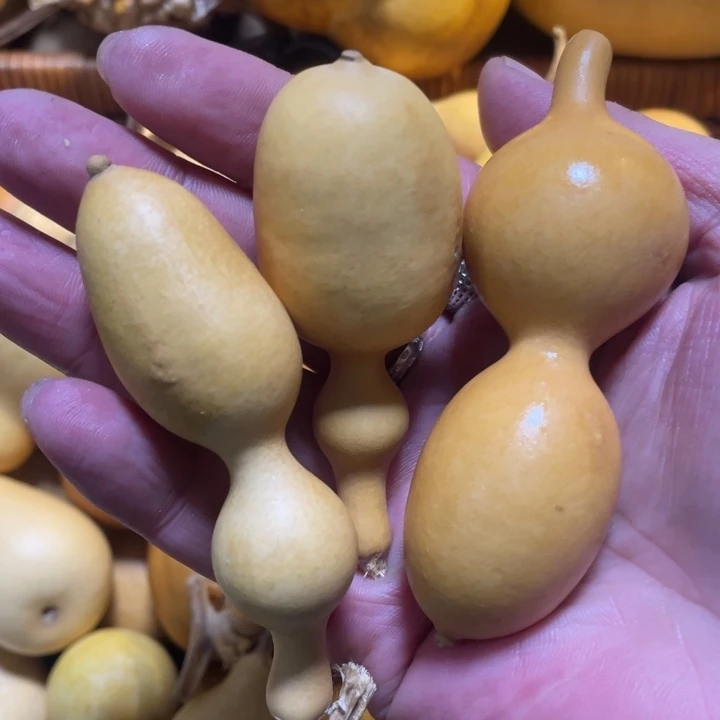 看好下单不保龙头