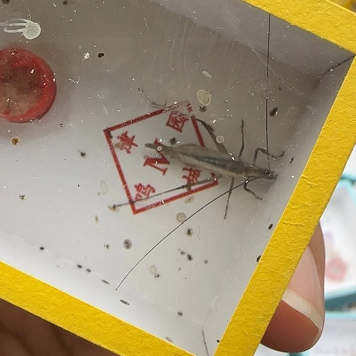 蟋蟀黑紫连口两条包邮