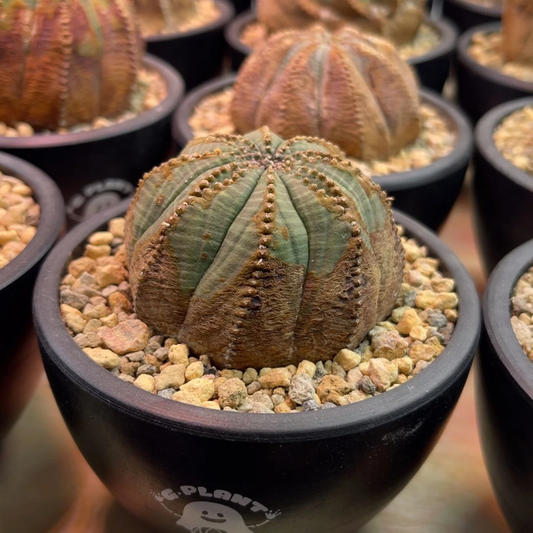 布纹球特价002售出不退不换