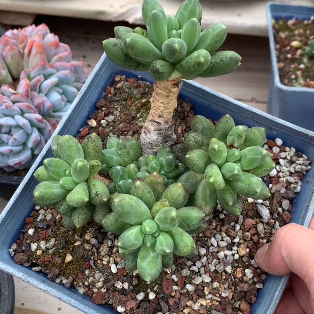 1800千代田多肉一棵12.5厘米