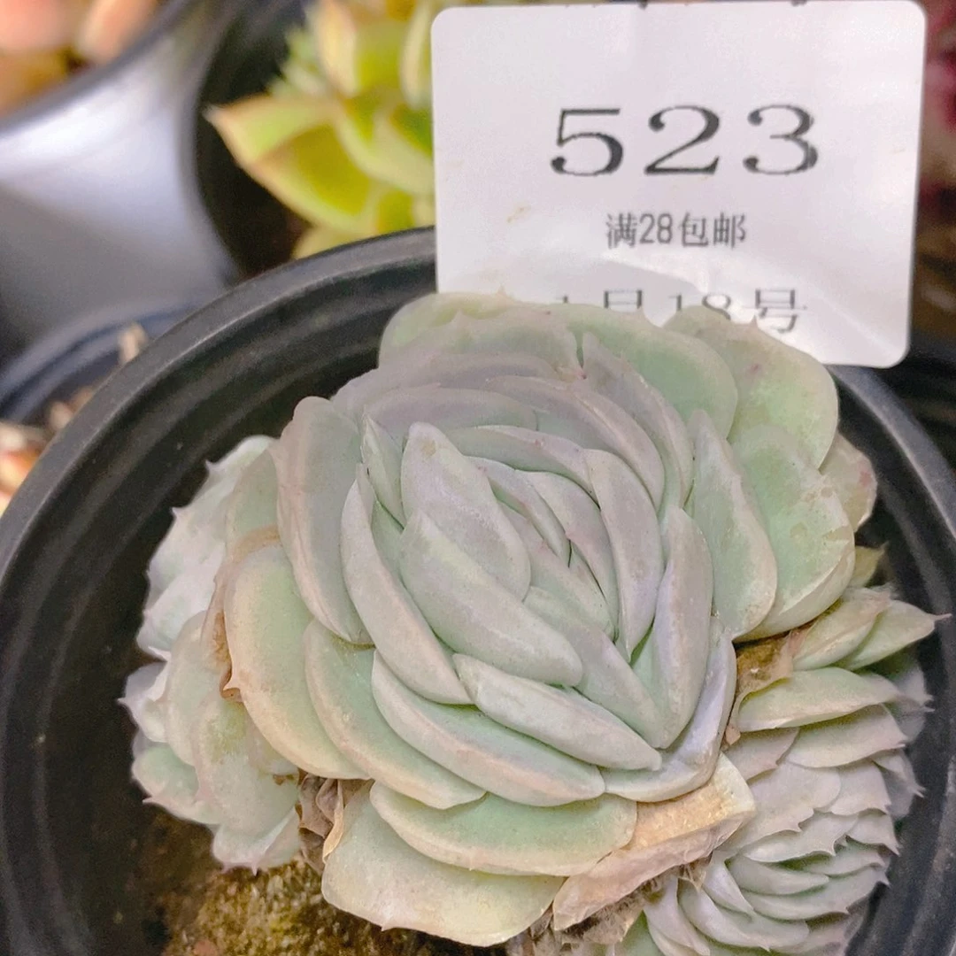 【闪购商品】云523