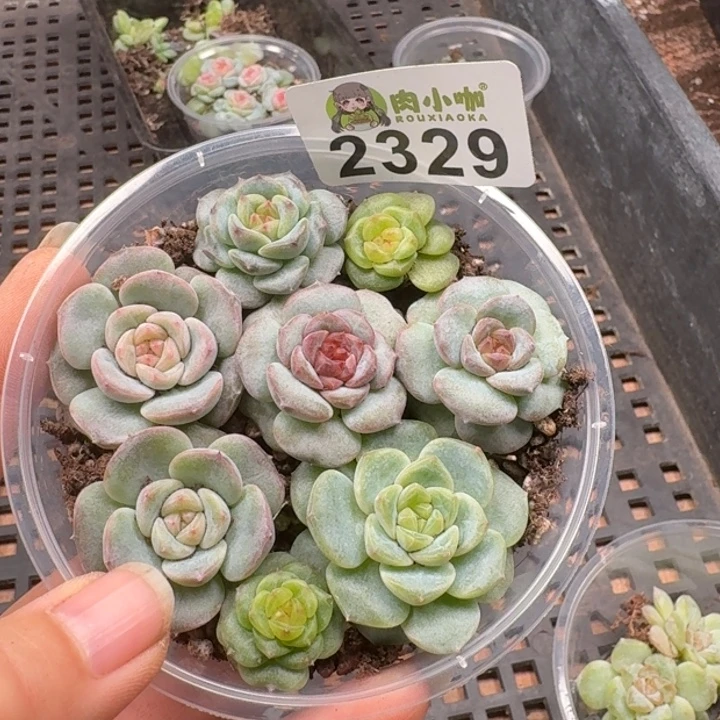 陈***太多肉植物多肉植物