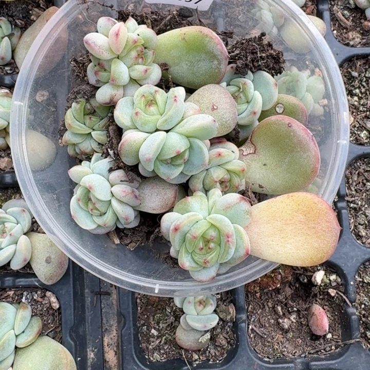 k***o097甜心3000饭盒一组