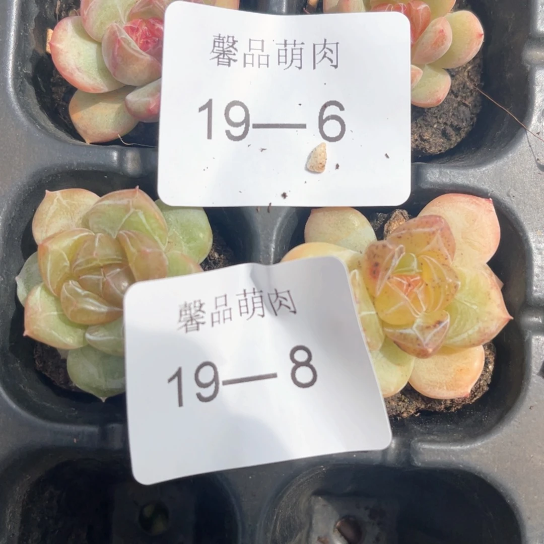 十七亩一物一拍19-8