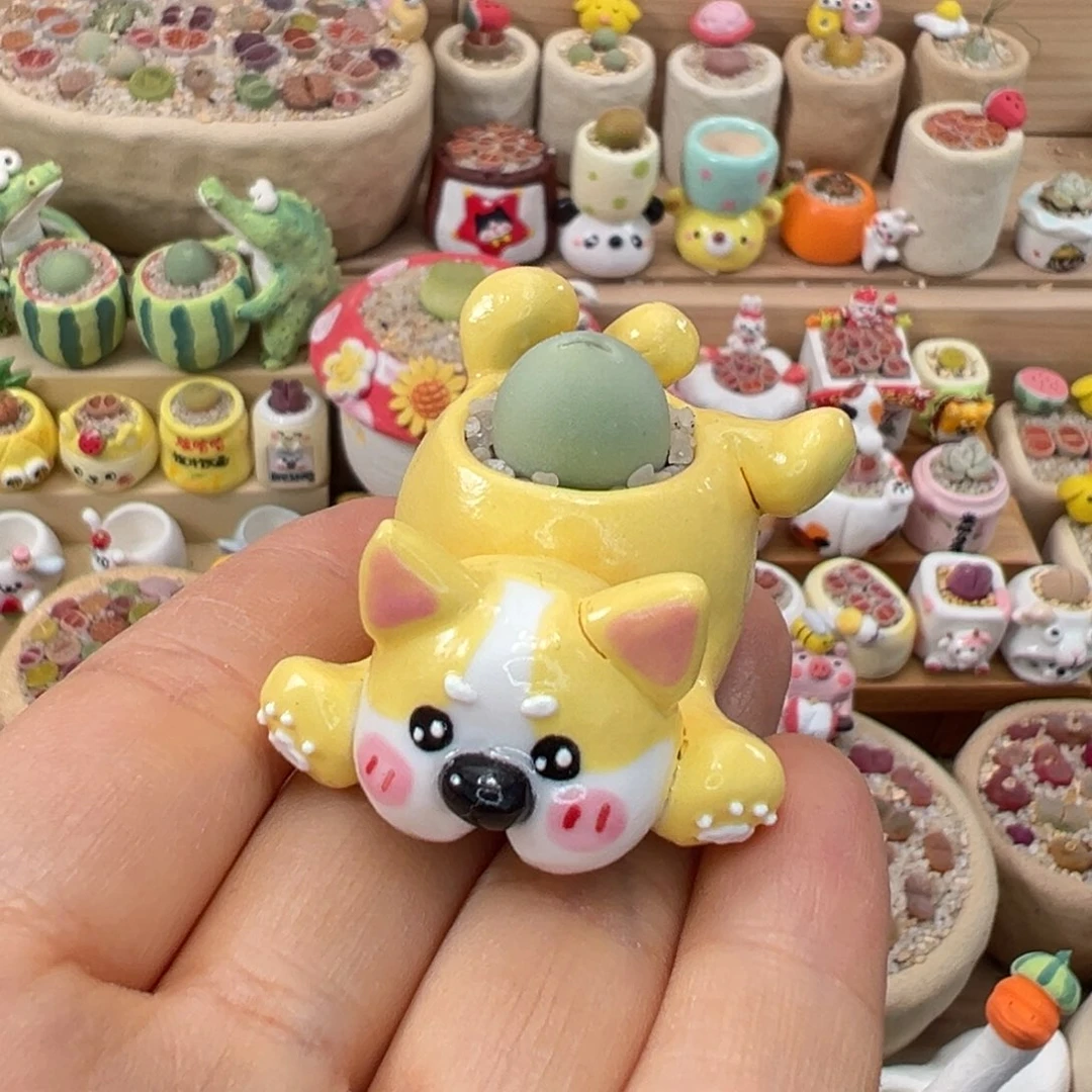 6***4多肉植物115号拇指盆