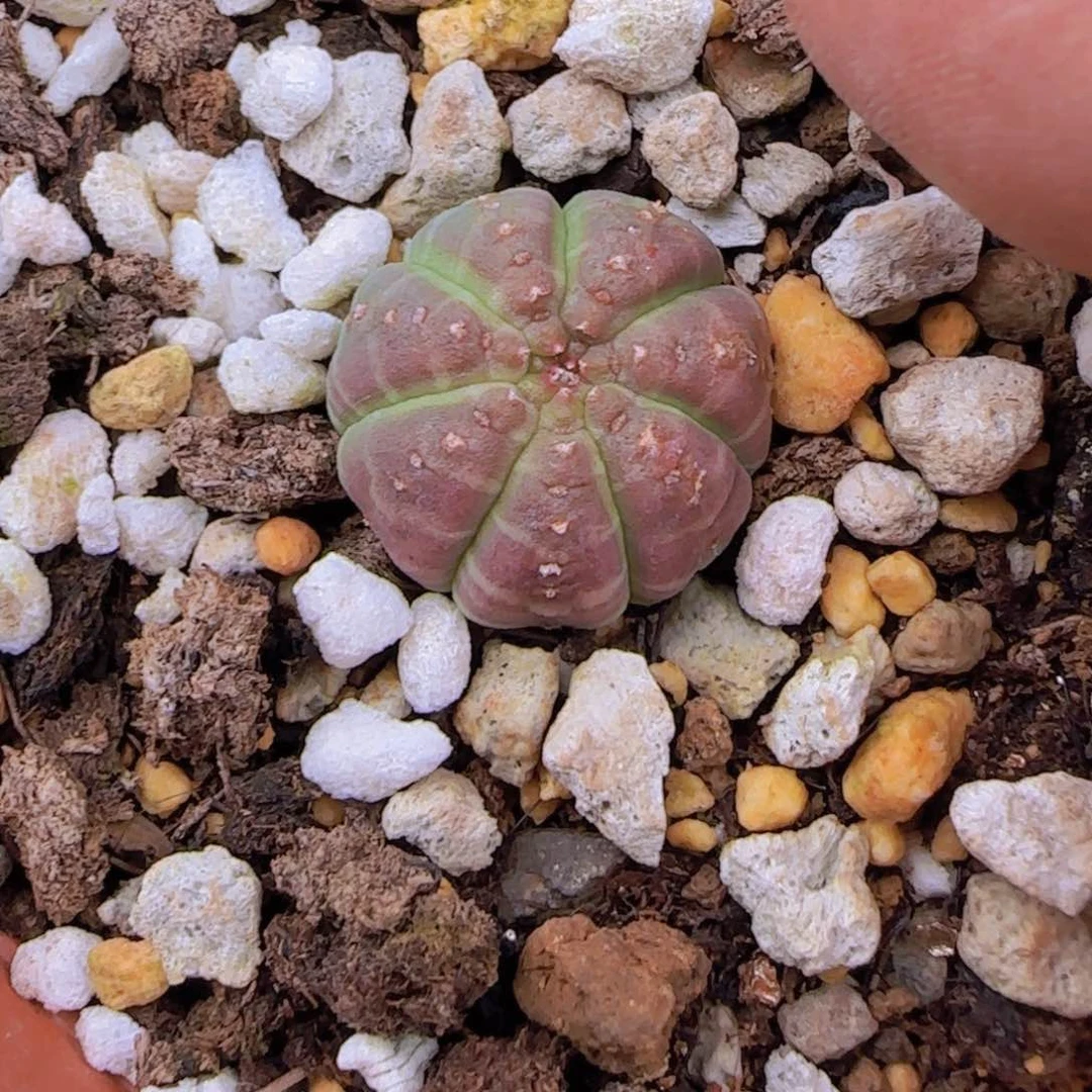 P****ꕤ块根植物块根植物