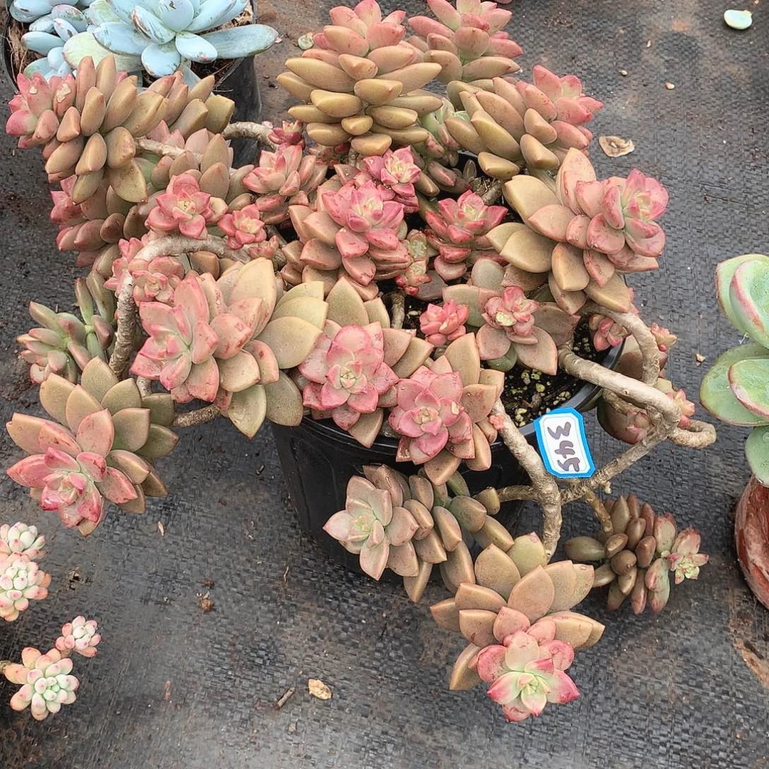 345姬胧月 一物一拍多肉