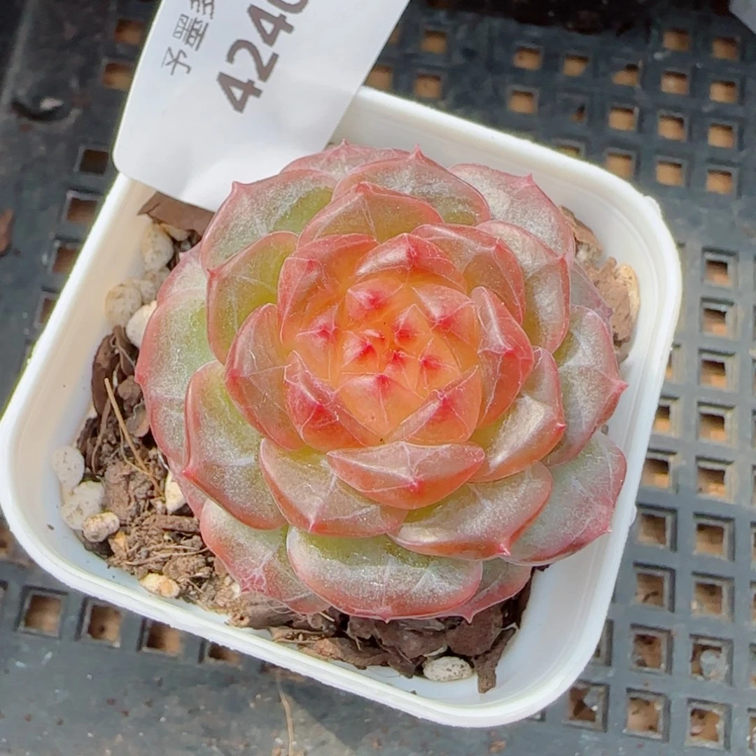 星空幻影，4240多肉植物