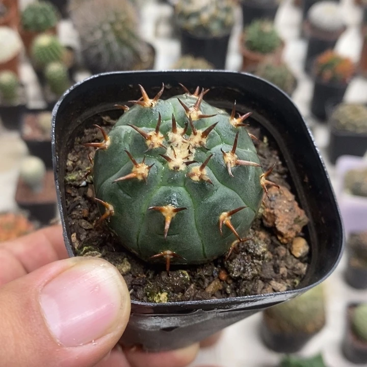 实生猫爪特价包邮