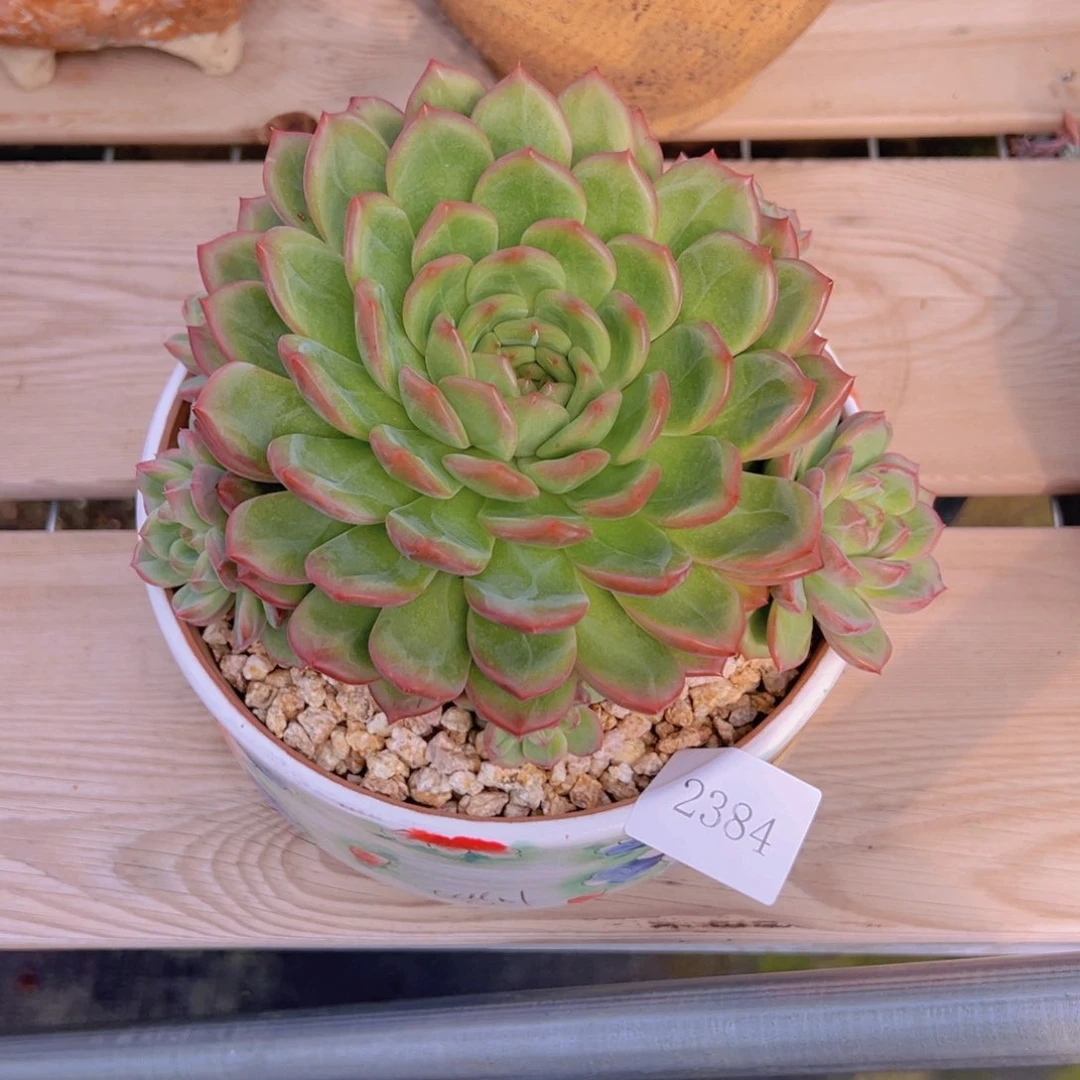 傲***姨2384肉肉肉r r r