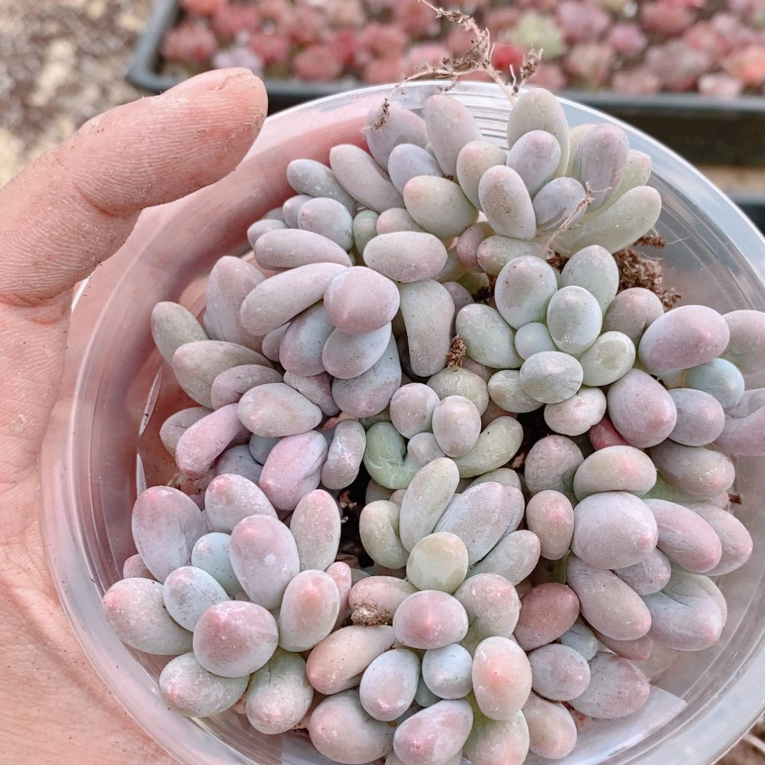 多肉植物精品切糕B352