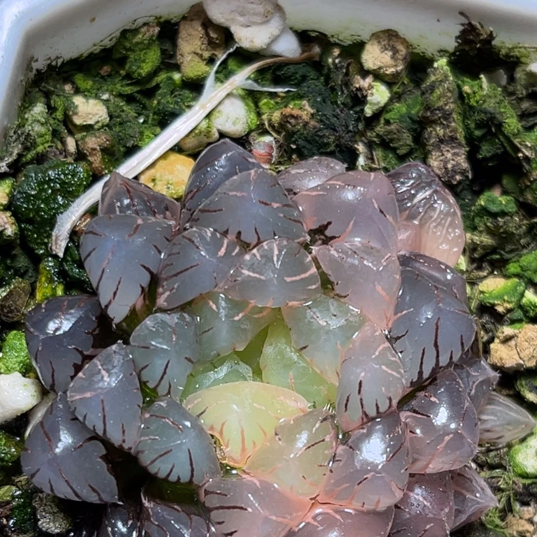 恭喜发财大吉大利0266