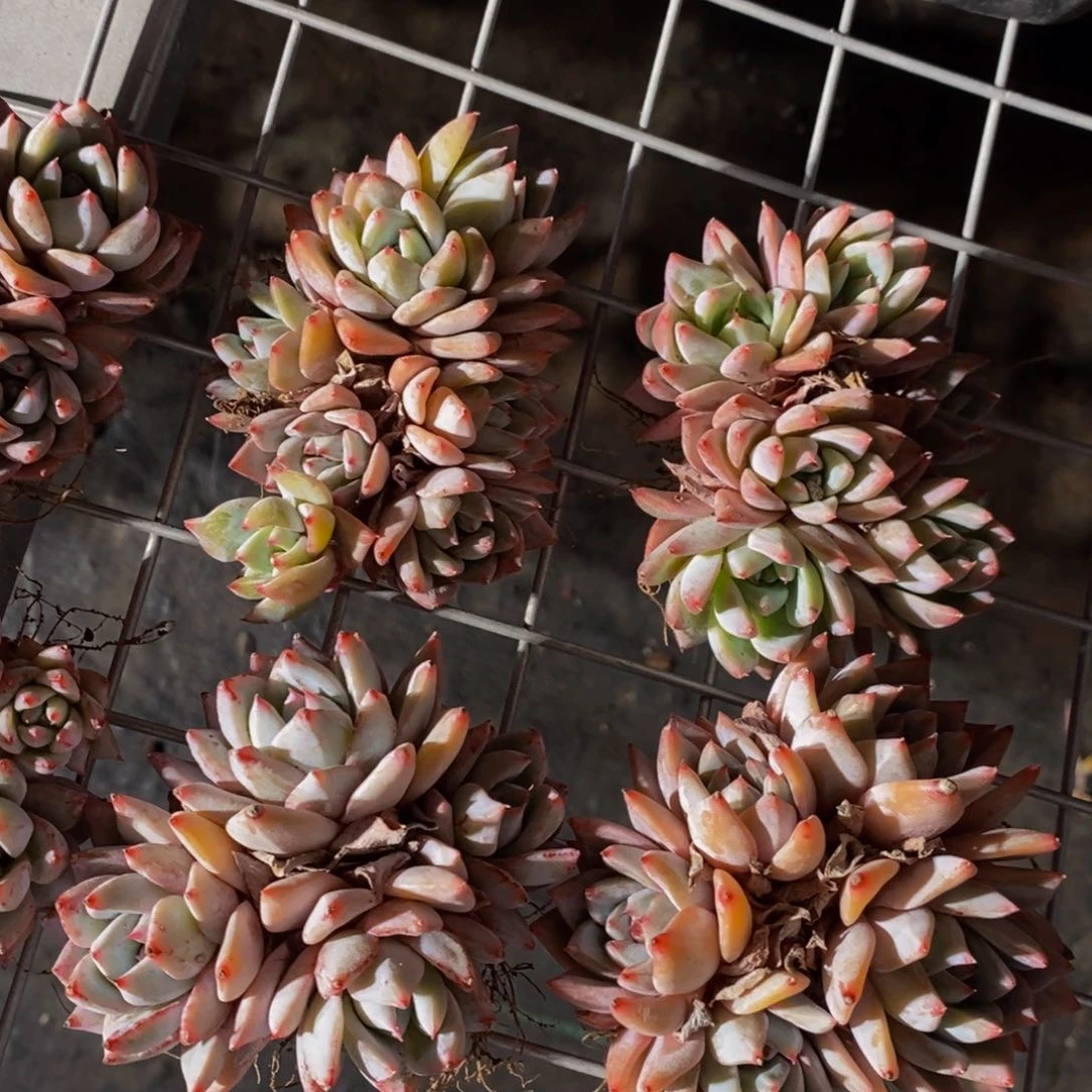 精品粉蓝鸟群一个