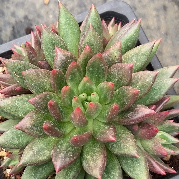 婕斯娜美人特价一物一拍