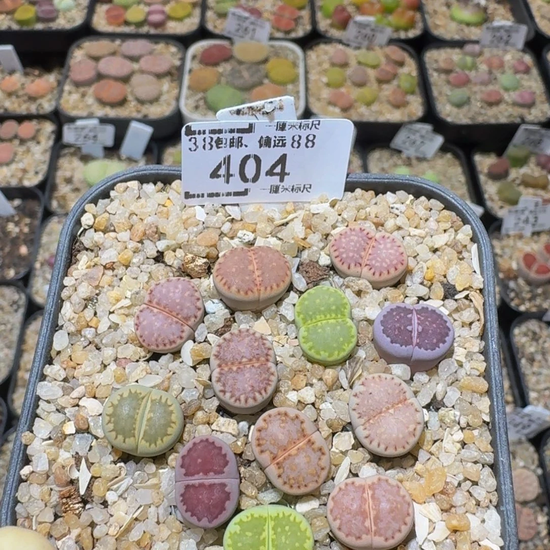 S***!Ssss精品生石花404