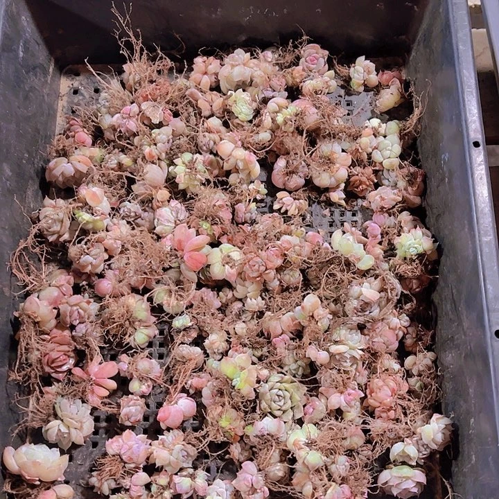 直播福利一物一拍13