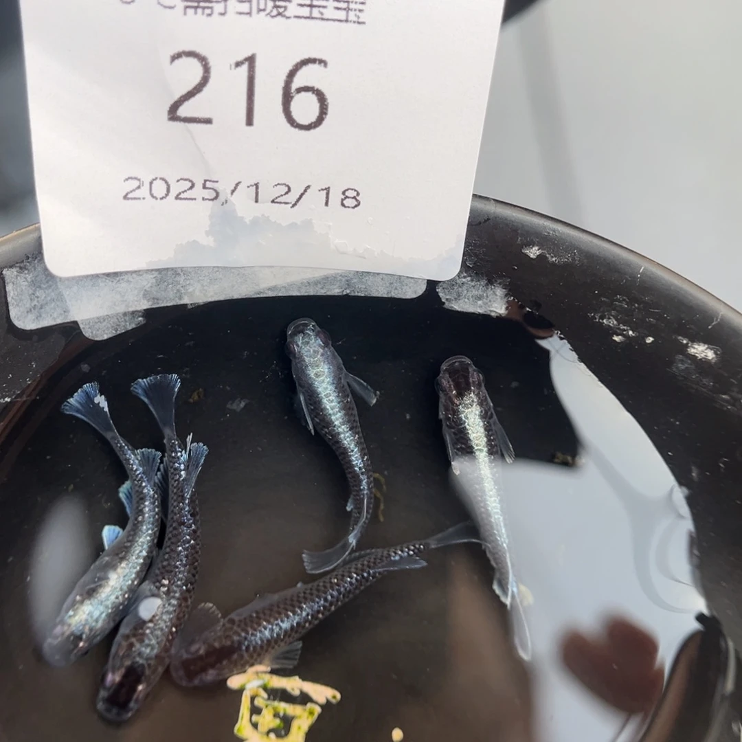 青鳉鱼216午夜裙摆五尾