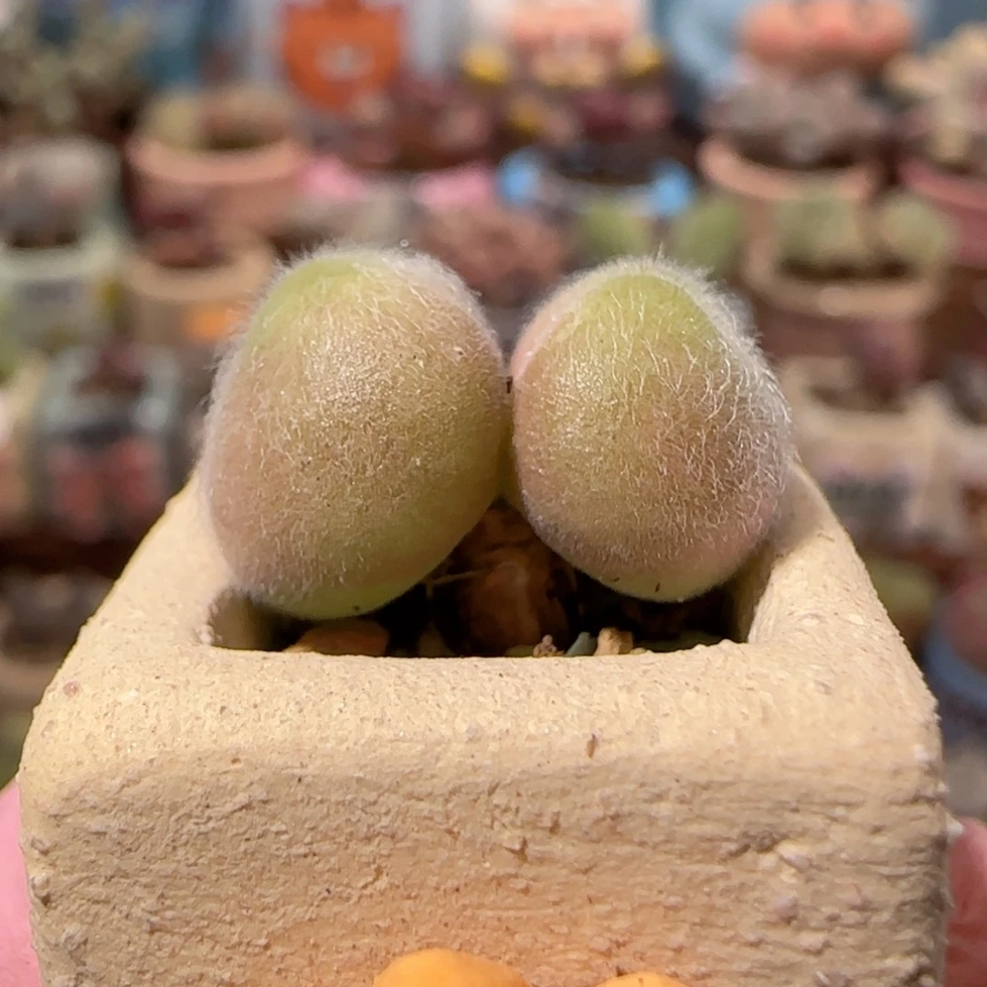 T可爱的小毛翠盆口1.5cm