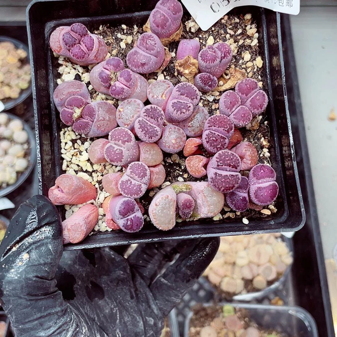 郎哥多肉18包邮0510-78