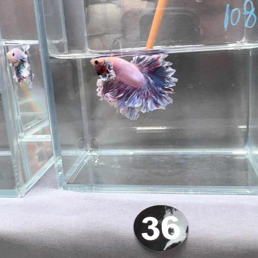 梦***雪海水鱼泰国斗鱼印尼斗鱼