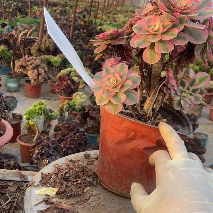 只***赵B011荔枝荔枝荔枝